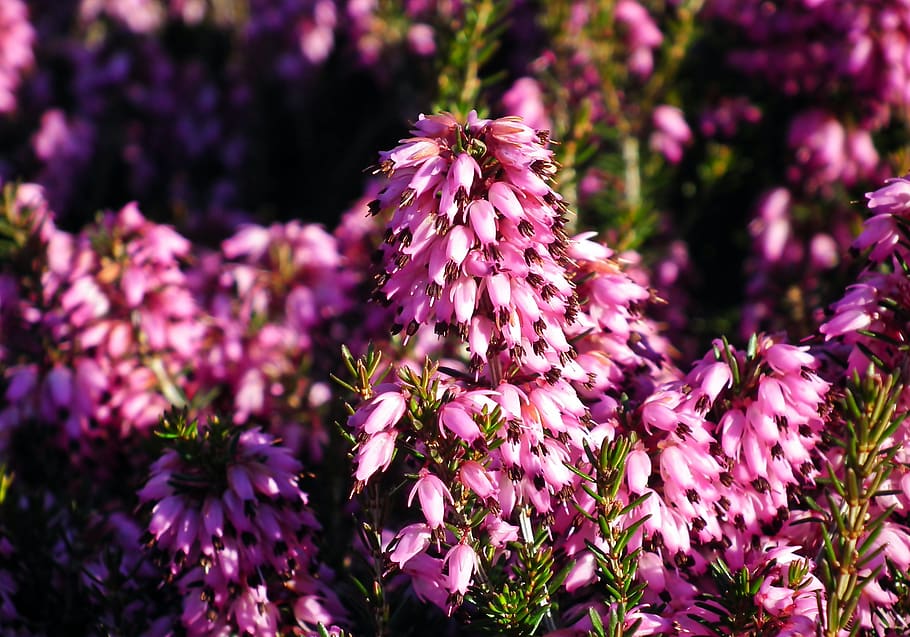 erica, flowers, nature, plant, blooming, spring, closeup, the delicacy, decorative, flower