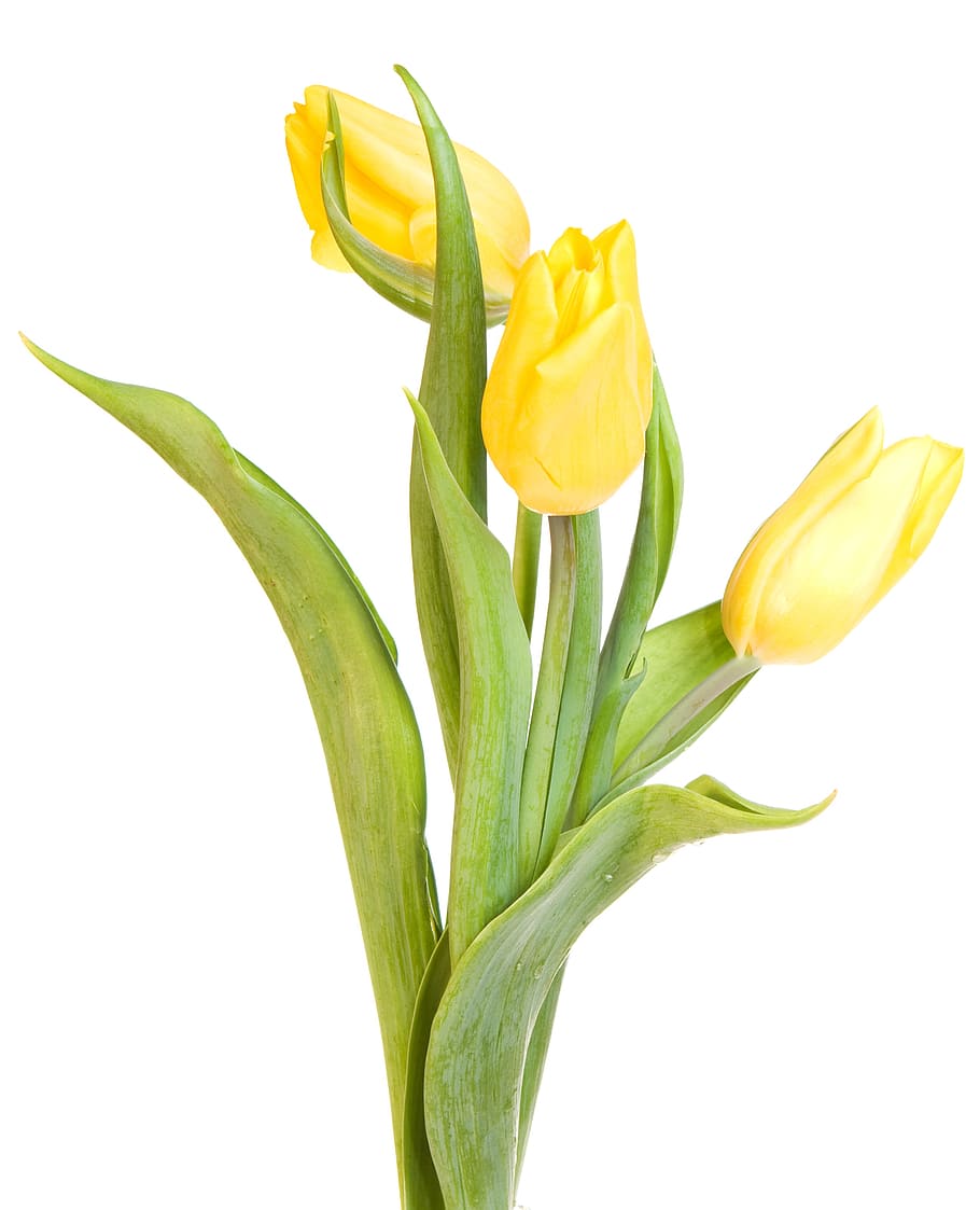 tulip, closeup, isolated, two, natural, green, flowers, floral, copy, white