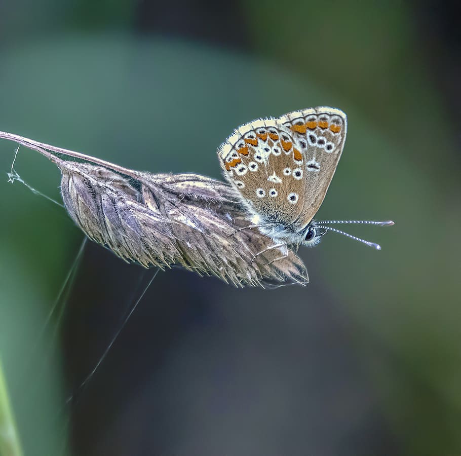 butterfly, brown-argus, nature, sensitive, insect, tender, wing, antenna, grass, seed-head