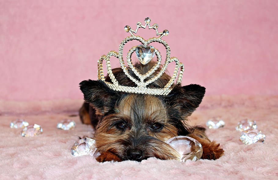 yorkshire terrier, dog, crown, diamond, canine, pets, domestic, one animal, domestic animals, mammal