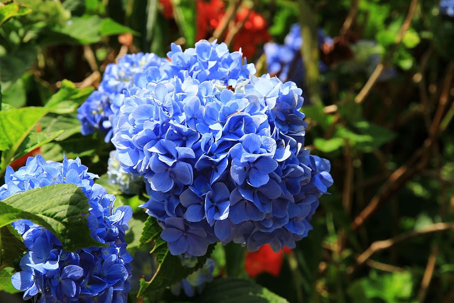 hortensia, azul púrpura, okinawa, nombre del jardín ziyang, planta  floreciendo, flor, planta, vulnerabilidad, fragilidad, frescura | Pxfuel