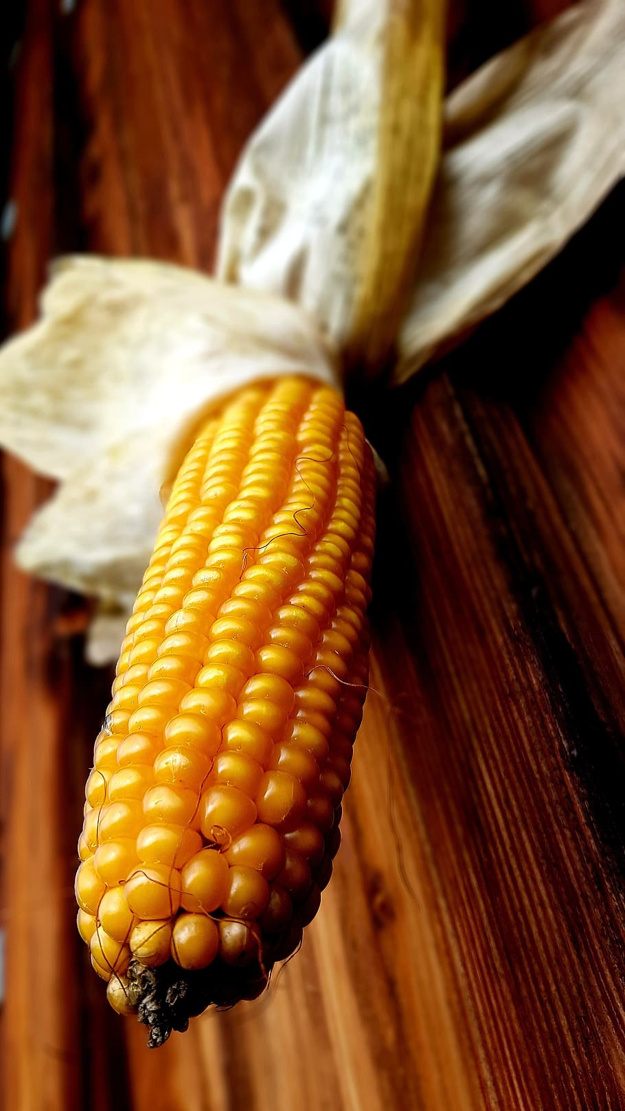 corn, corn on the cob, yellow, ripe, involucral bracts, wooden wall, food and drink, food, close-up, wellbeing