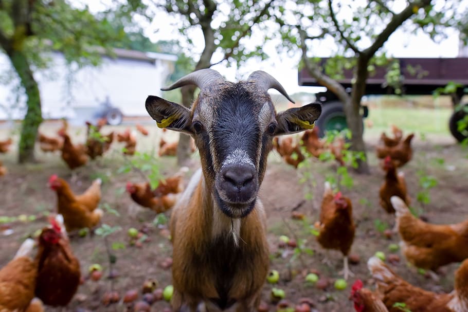 goats on farm, animalsVarious, farm, farming, mammal, animal, animal themes, domestic animals, domestic, livestock