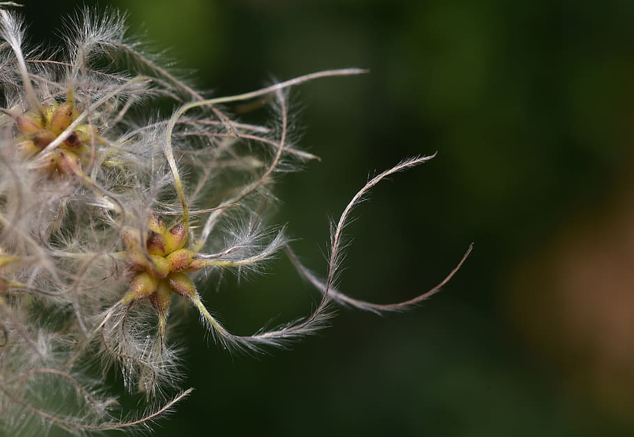 clematis, usually, woolly, white, seeds, liane, hairy, fluffy, loft, flying seeds