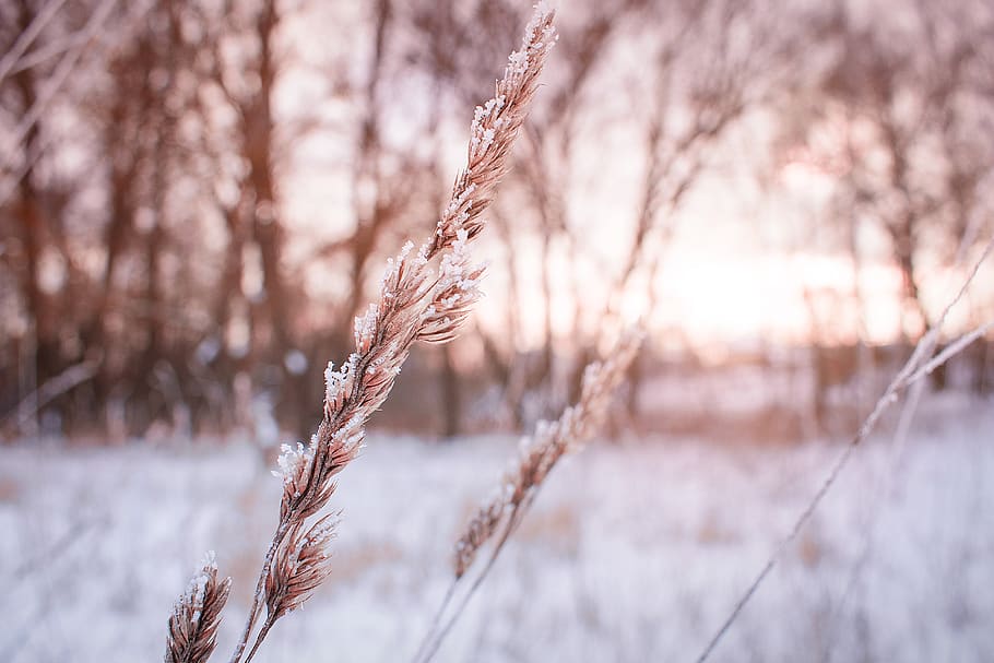 winter, sunset, snow, landscape, sun, nature, cold, trees, evening, frost