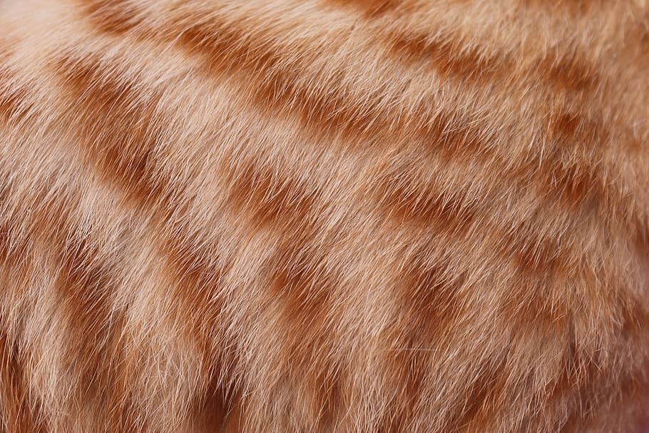 fur, hair, cat, mackerel, red, fluffy, screensavers, animal, nature, cat fur