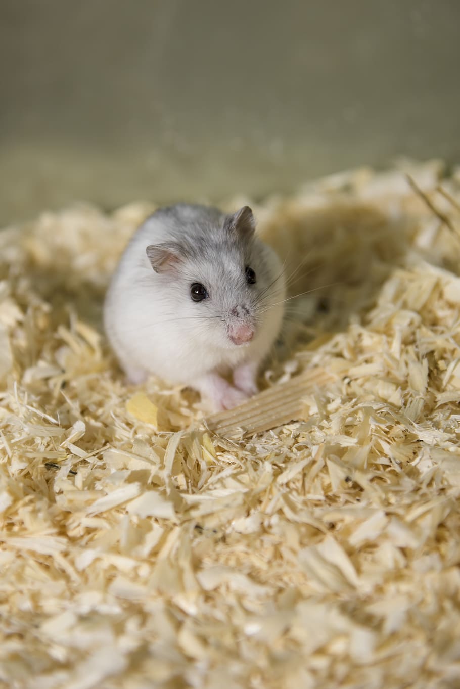 rodent, hamster, dwarf hamster, mini, sweet, knuffig, nager, cute, small, mammal