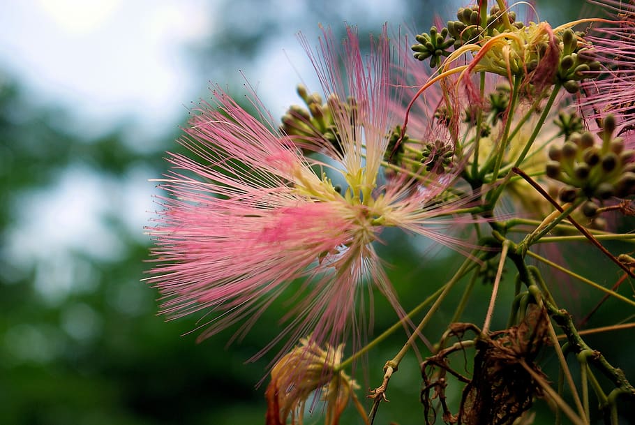 mimosa tree blossom, mimosa, blossom, tree, bloom, plant, flower, red, white, yellow