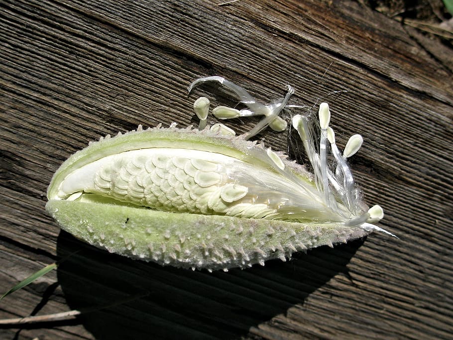 belum menghasilkan, pod milkweed, memotong, membuka, mengungkapkan, biji, diatur, menarik, pola, sutra