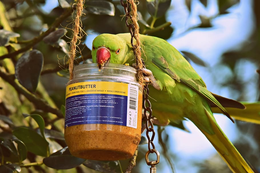 rose ringed parakeet, bird, tropical, wildlife, animal, plumage, beak, peanut butter, jar, feeding