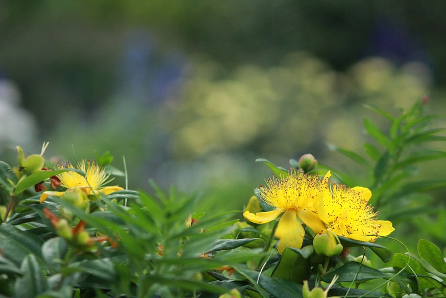 hypericum perforatum, yellow flower, hypericaceae, medicinal herbs, a native of europe, flower native to asia, traditional medicine, antidepressants, flower, flowering plant