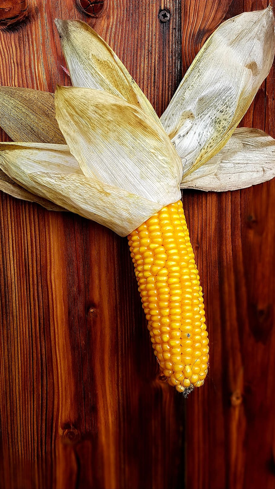 corn, corn on the cob, yellow, ripe, involucral bracts, wooden wall, food, food and drink, sweetcorn, vegetable