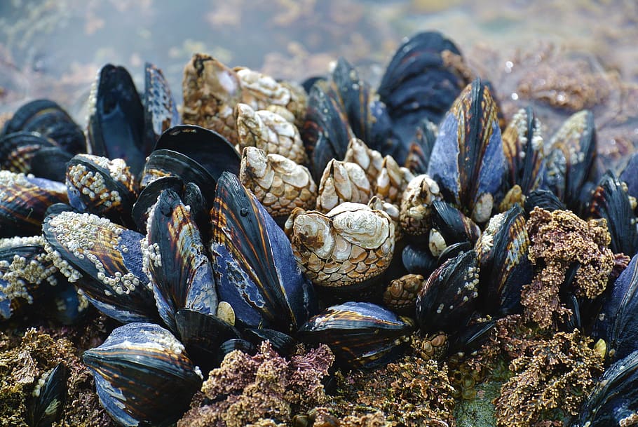 mussel, ocean, beach, west coast, vancouver island, close-up, nature, rock, shell, animal