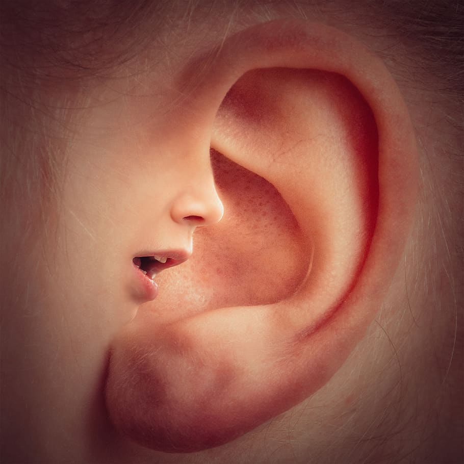 telinga, mulut, hidung, wajah, kepala, suara, bicara, berbisik, rahasia, close-up
