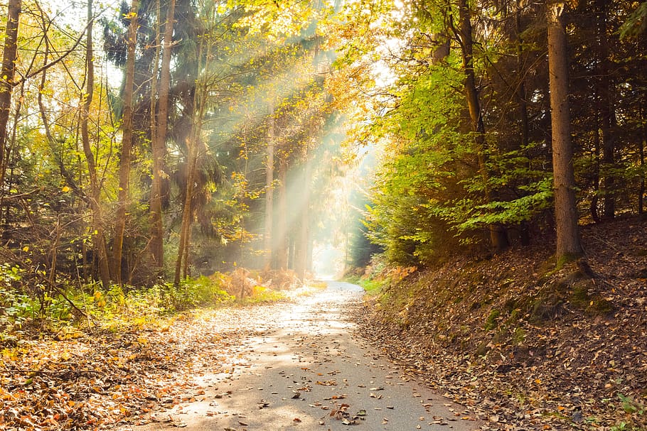 autumn, leaves, forest, nature, sunlight, landscape, mystical, backlighting, mood, fall foliage