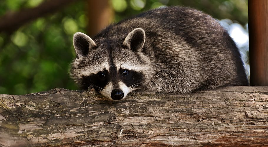 raccoon, wild animal, furry, mammal, sweet, nature, forest animals, animals, wildpark poing, zoo