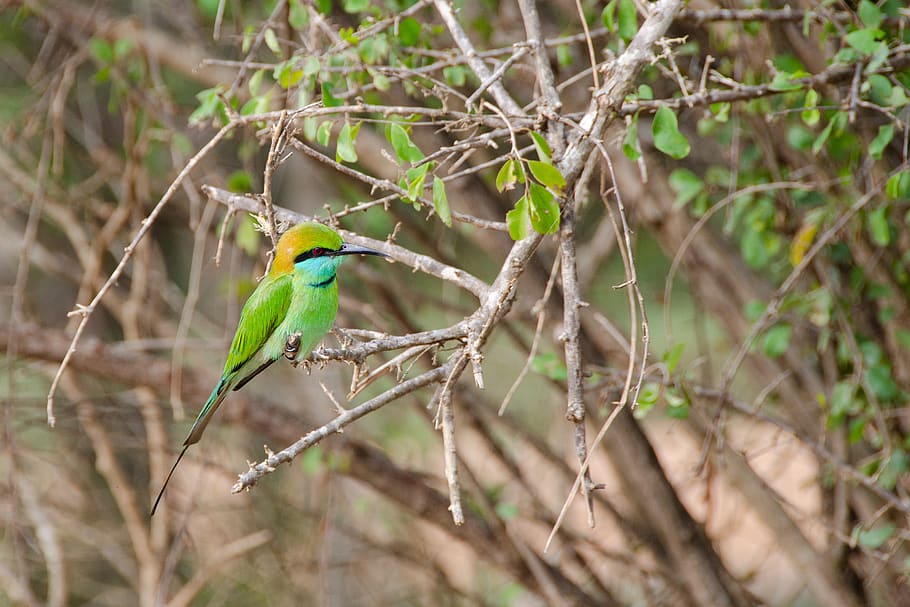 little green bee-eater, bird, wildlife, perching, colourful, green, nature, animal, wild, plumage