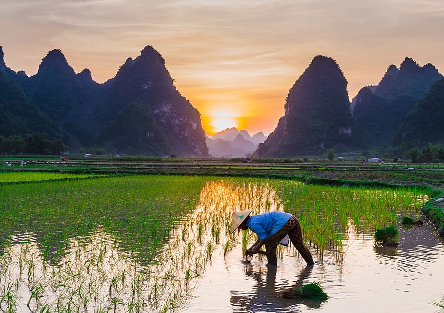 rice cultivation, rice fields, english farmers, agriculture, water, vietnam, sky, beauty in nature, sunset, scenics - nature
