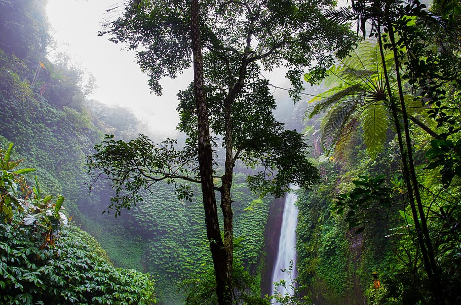 waterfall, green, trees, forest, woods, jungle, nature, tree, plant, water