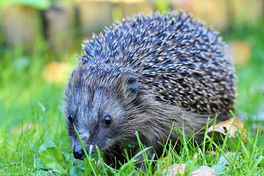 hedgehog, spur, hannah, foraging, nocturnal, cute, animal, prickly, garden, animal themes