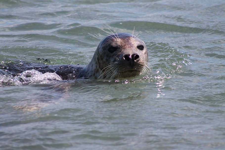 gray seal, helgoland, robbe, water, swim, one animal, animal, animal themes, mammal, animal wildlife