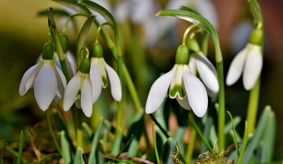 snowdrop, snow bell, spring bells, flower, blossom, bloom, spring, signs of spring, early bloomer, plant