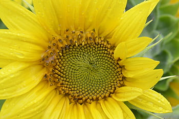 girasol, proporción áurea, ley, amarillo, planta floreciendo, flor,  frescura, pétalo, fragilidad, cabeza de flor | Pxfuel