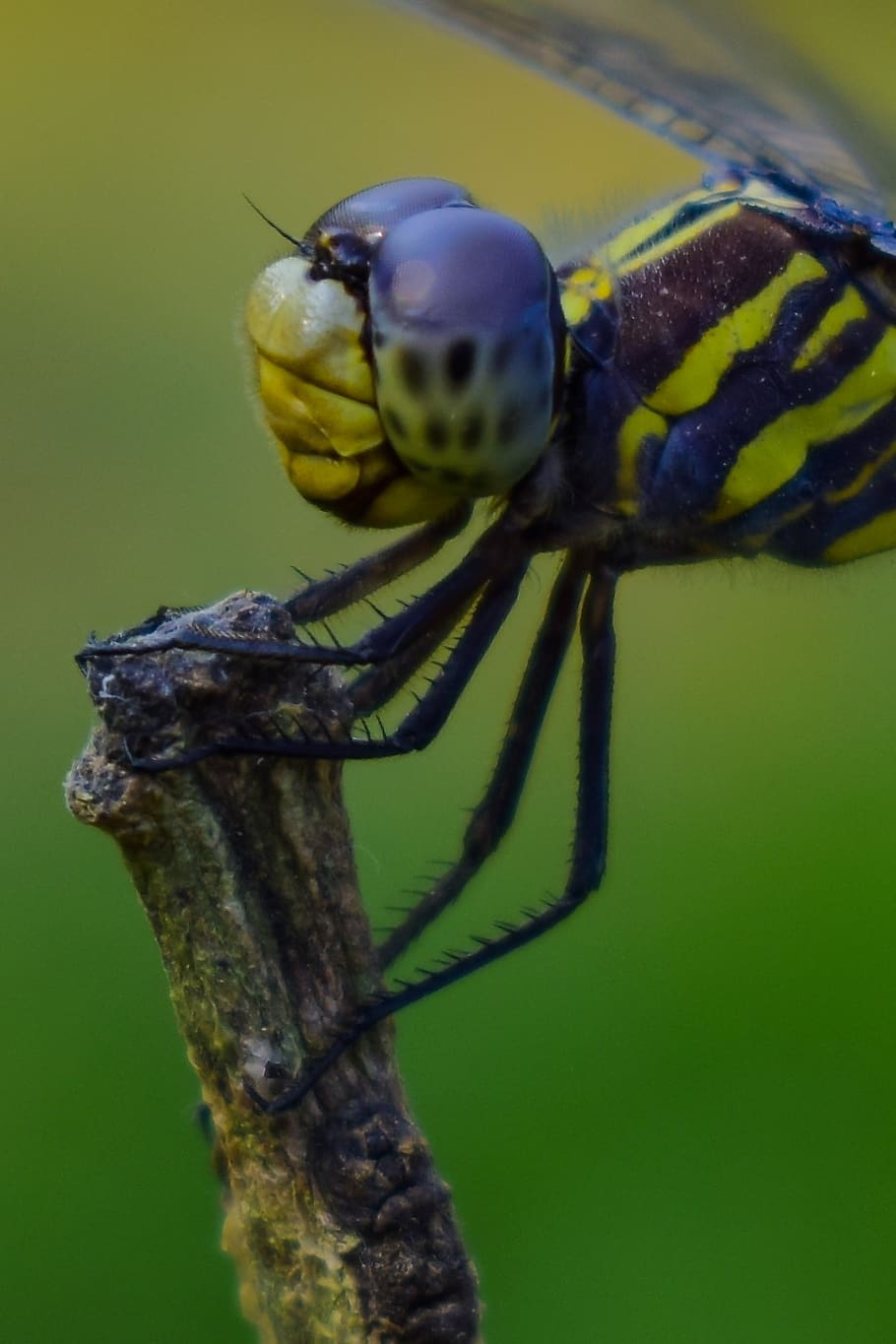 dragonfly, nature, macro, insects, images, portrait, animal wildlife, animal themes, animals in the wild, insect