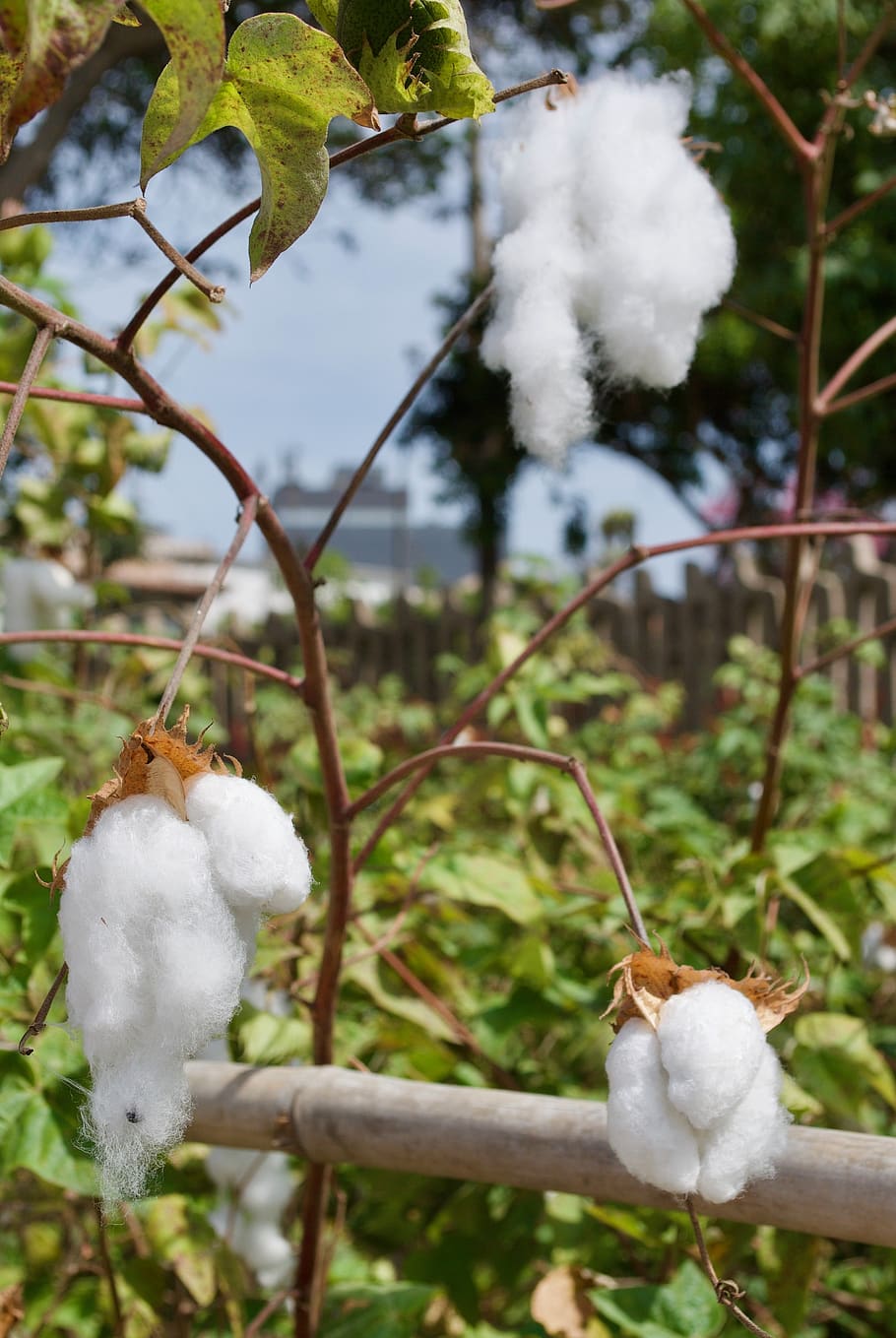 cotton, lima, peru, plant, latin, miraflores, agriculture, focus on foreground, white color, growth