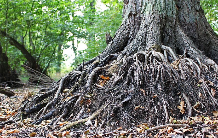 old tree, root, tree roots, nature, forest, old, tribe, wood, log, overgrown