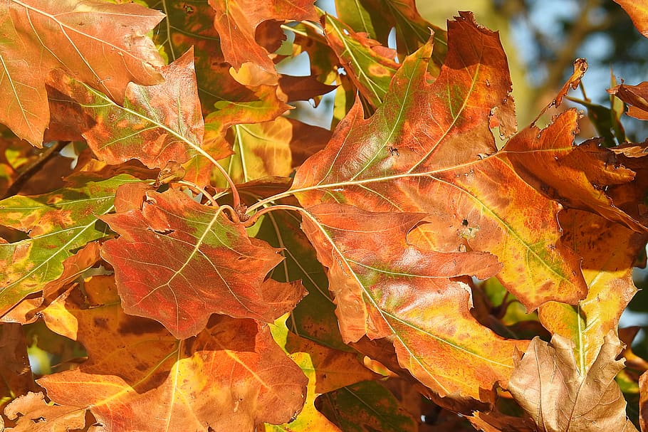 Free download | leaves, oak leaves, autumn, discoloration, fall color ...