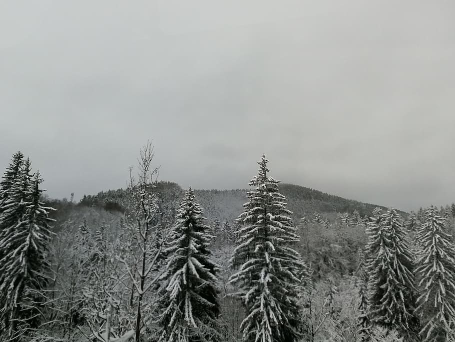 hill, mountain, snow, czech republic, giant mountains, nature, landscape, winter, plant, sky