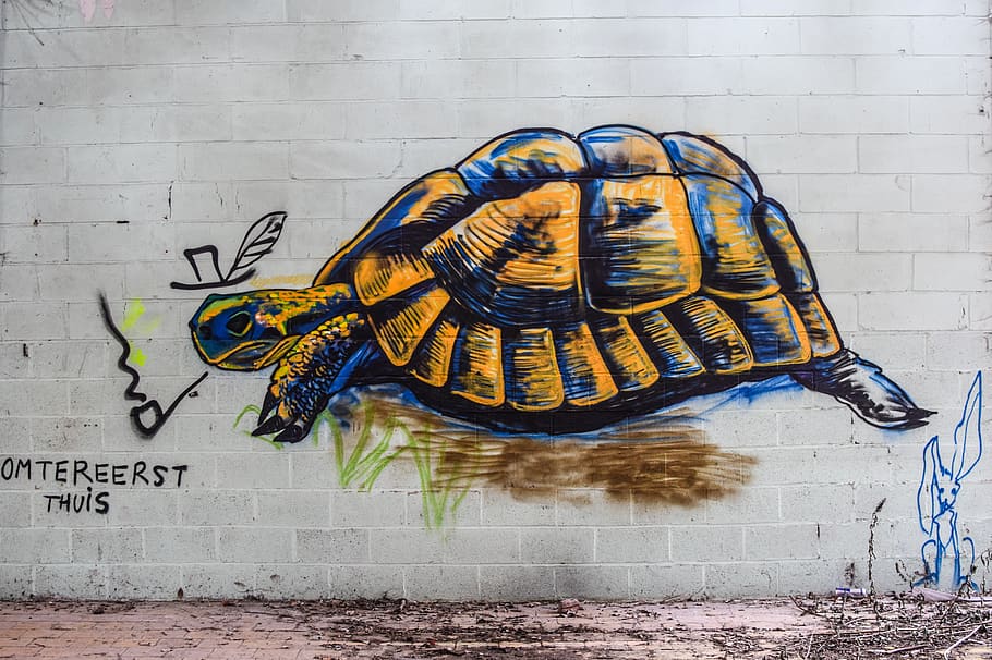 turtle, graffiti, mural, drawing, wall - building feature, art and ...