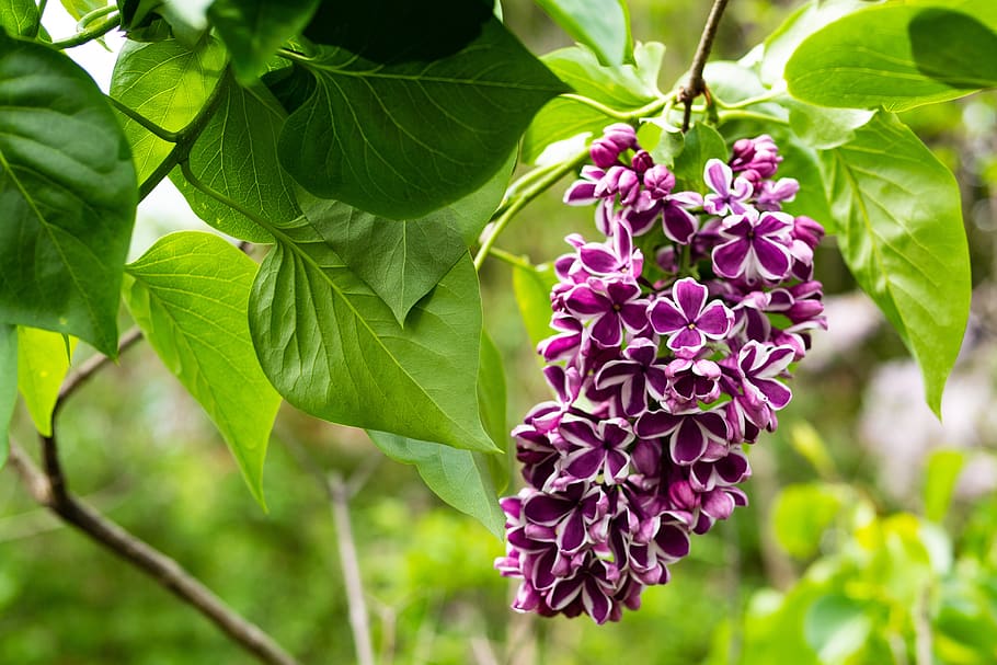 lilac, rare color combination, flower, garden, spring, plant, flowering plant, plant part, leaf, beauty in nature