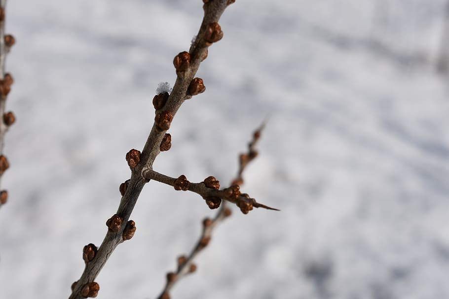 branch, sea-buckthorn, winter, snow, kidney, nature, plant, focus on foreground, day, close-up