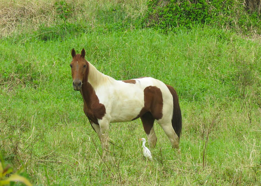 horse, egret and horse, hawaiian horse, kauai horse, hanalei horse, lone horse, horse and bird, grazing, animals, nature