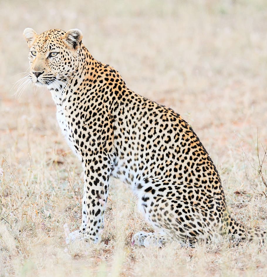 leopard, africa, safari, cat, predator, wildlife, savannah, big cat, feline, animal wildlife