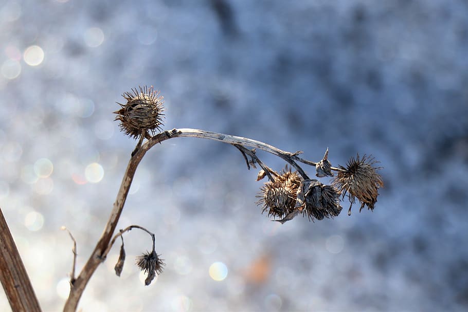 winter, thistle, nature, coldly, snow, scratchy, flora, tosca, emotions, old age