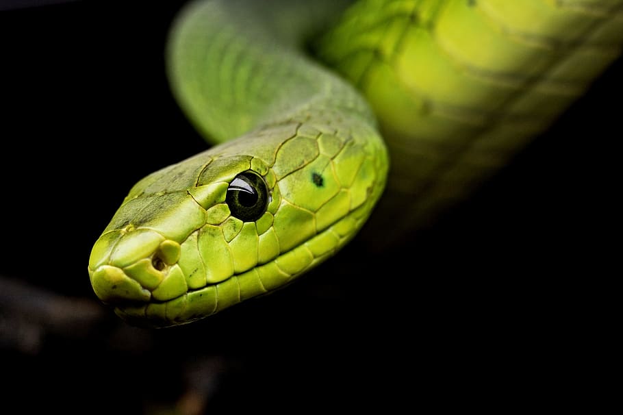 ular, reptil, ular pohon, dunia binatang, terarium, racun ular, satu hewan, tema hewan, hewan, satwa liar