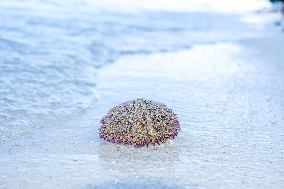 sea urchin, sand, beach sea, nature, water, marine, tropical, philippines, sea, beach