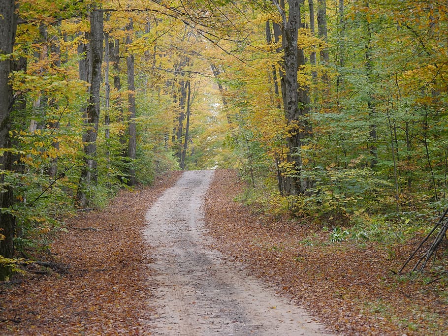 alam, musim gugur, daun, hutan, kuning, coklat, suasana hati, nyaman, mengundang, jalur