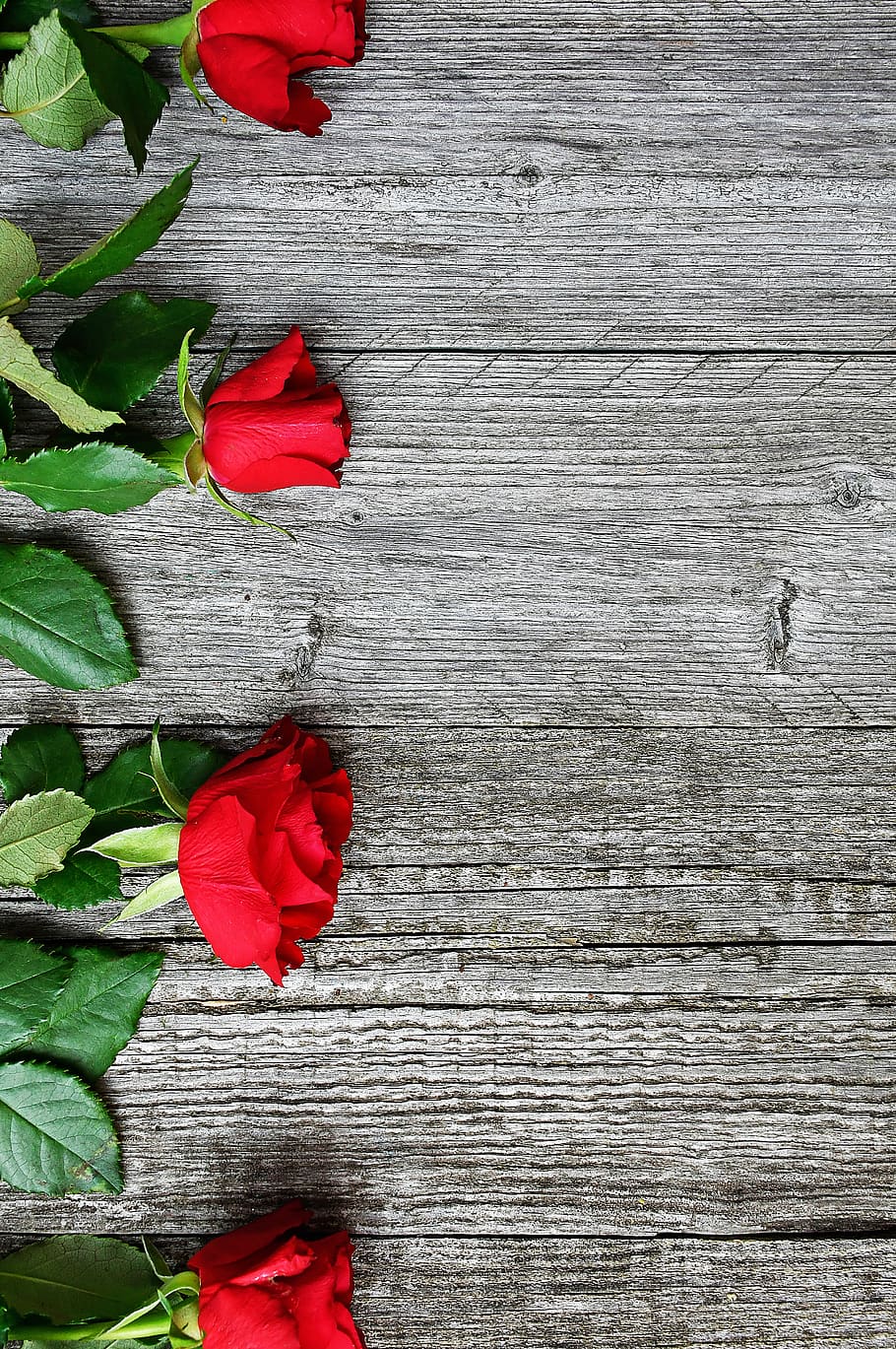 red, red rose, love, romantic, roses, nature, romance, beauty, valentine's, valentine's day
