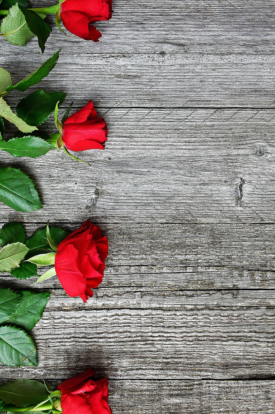 rojo, rosa roja, amor, romántico, rosas, naturaleza, romance, belleza, san valentín, día de san valentín