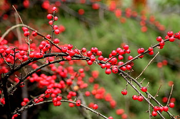 cotoneaster, arbusto, invierno, bolas rojas, hojas pequeñas, rojo, cuentas,  arbustos, aplasto, plantas | Pxfuel