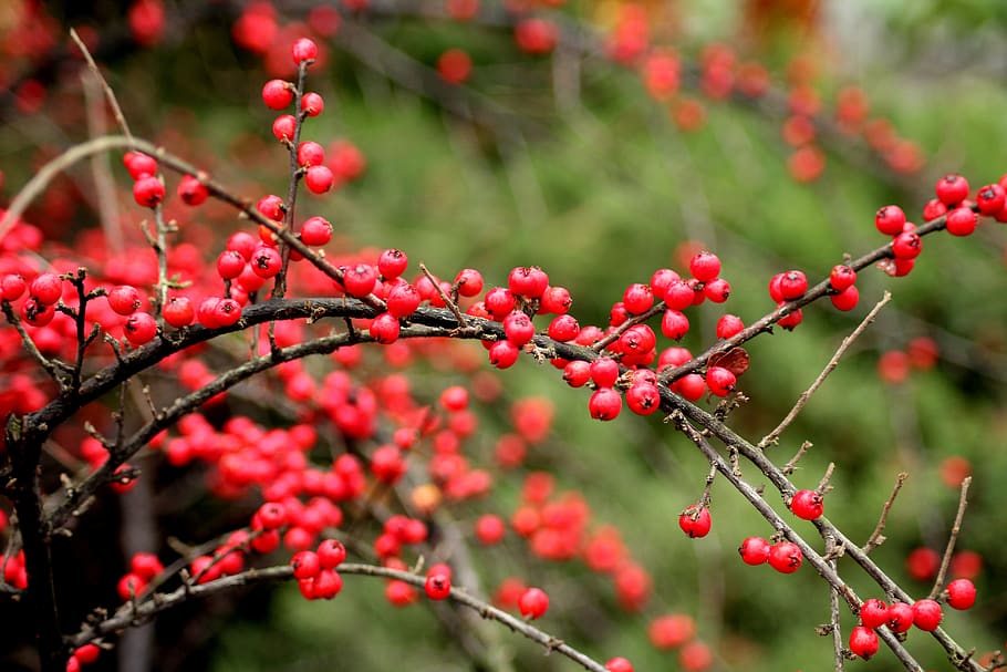 cotoneaster, arbusto, inverno, bolas vermelhas, folhas pequenas, vermelho, miçangas, arbustos, arrojado, plantas