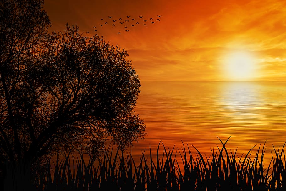 puesta de sol, naturaleza, sol, mar, silueta, horizonte, fondo de pantalla 4k, cielo, belleza en la naturaleza, planta