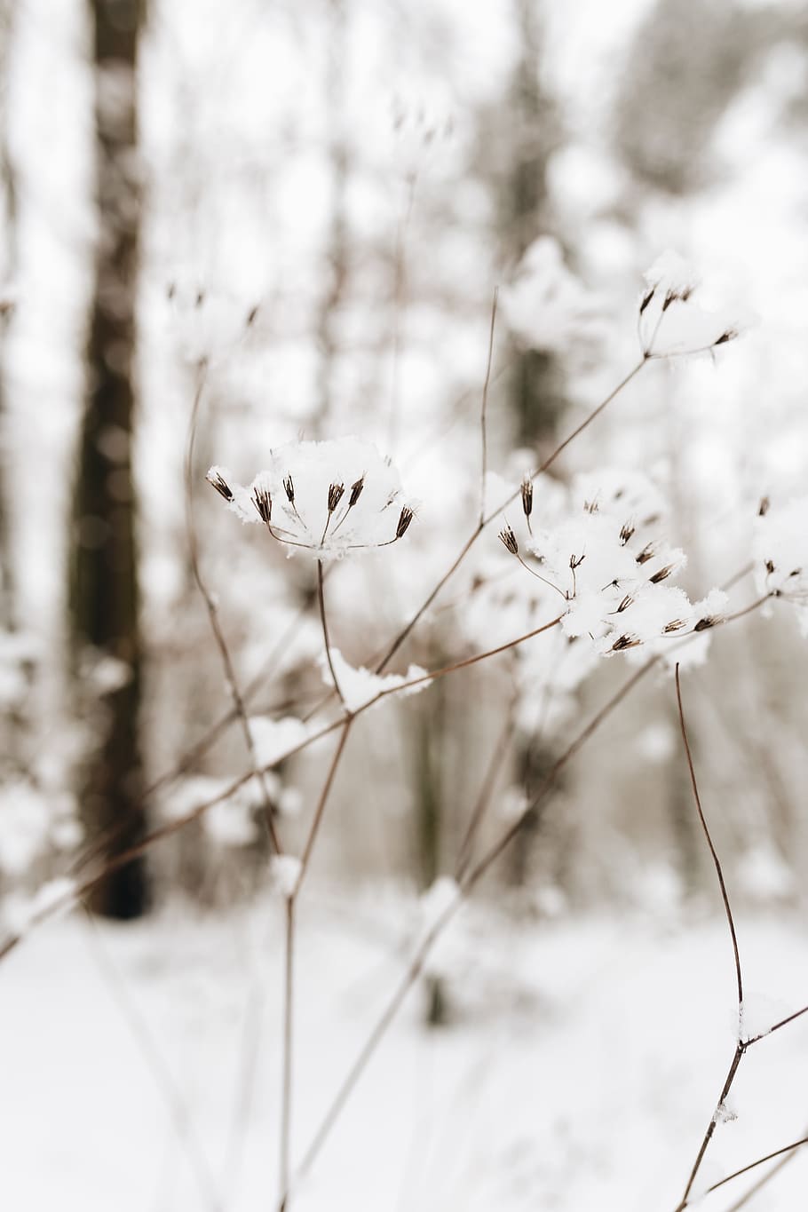nieve, seco, ramitas, invierno, flores secas, blanco, frío, nevado, planta, belleza en la naturaleza