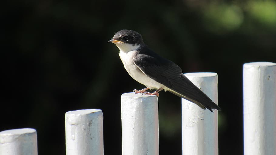 golondrina chilena, swallow, chile, ave, birds, nature, animals, animal, fly, wing