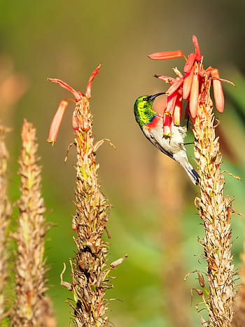 Página 7 | Fotos que tiene flores dobles libres de regalías | Pxfuel