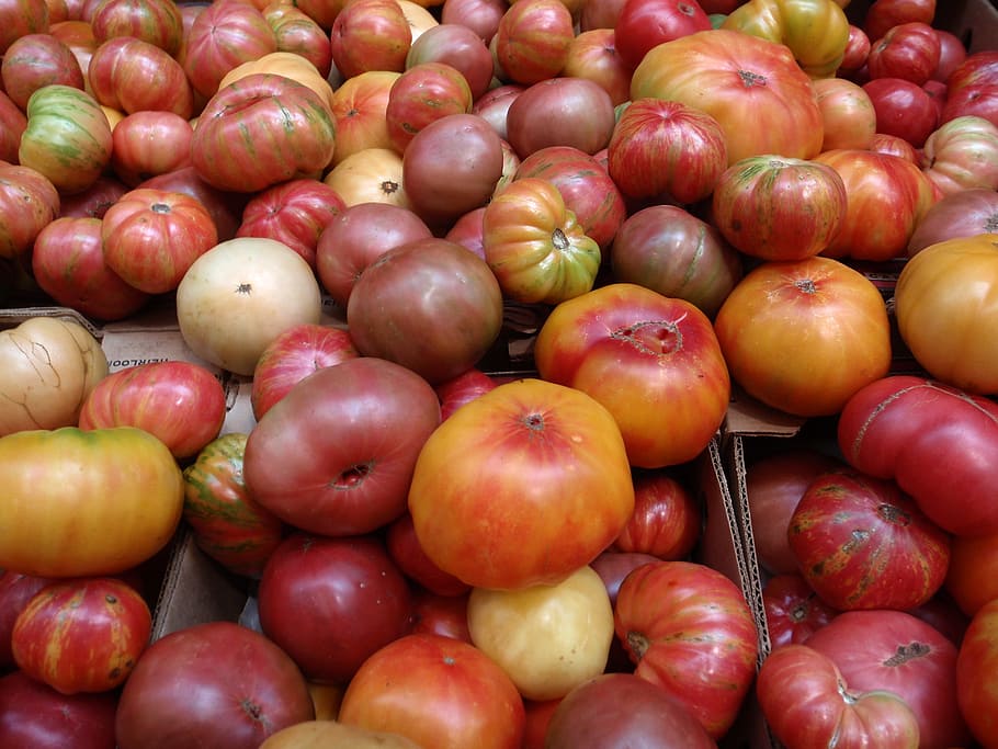 manojo, multicolor, tomates hierloom, tamaños, resumen, agricultura, fondo, campana, brillante, pimiento